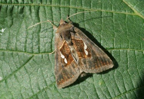 Macdunnoughia confusa